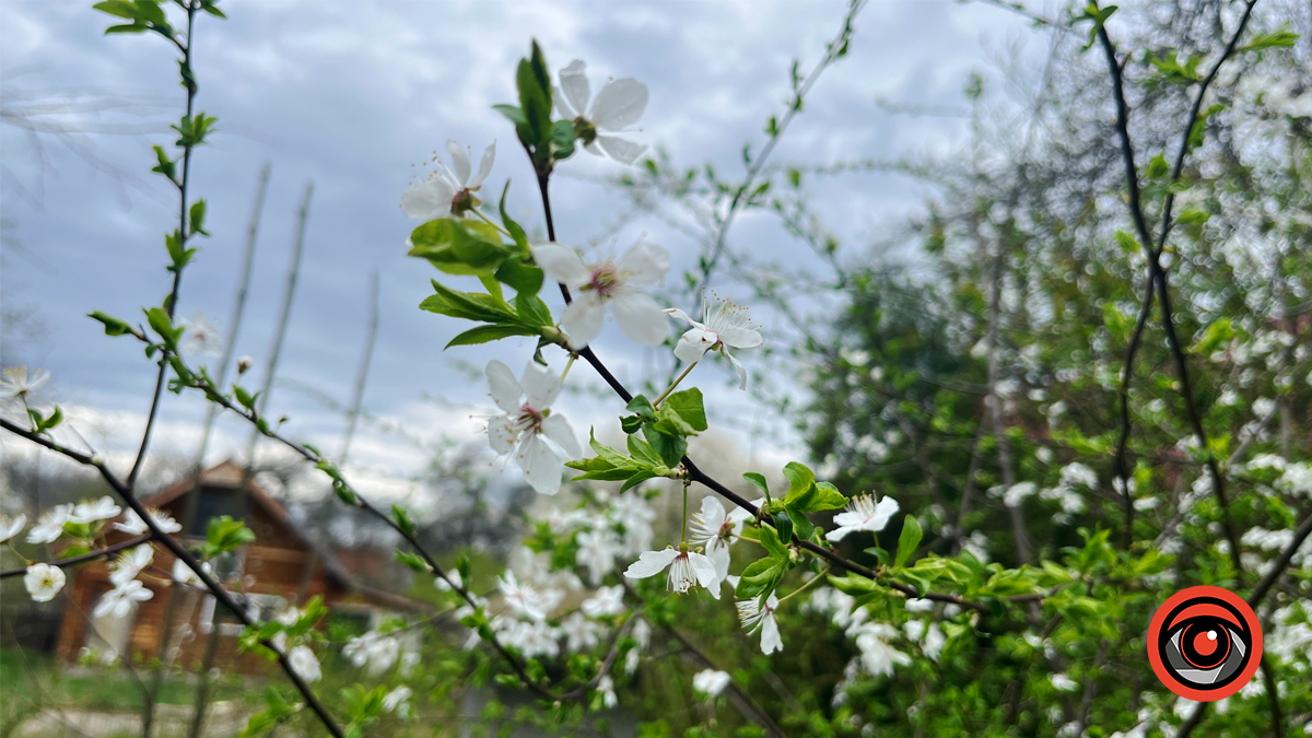 Коломия квітуча | Фоторепортаж весняного міста 4