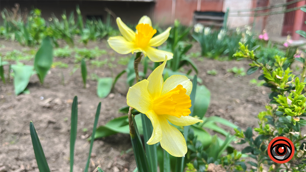 Коломия квітуча | Фоторепортаж весняного міста 5