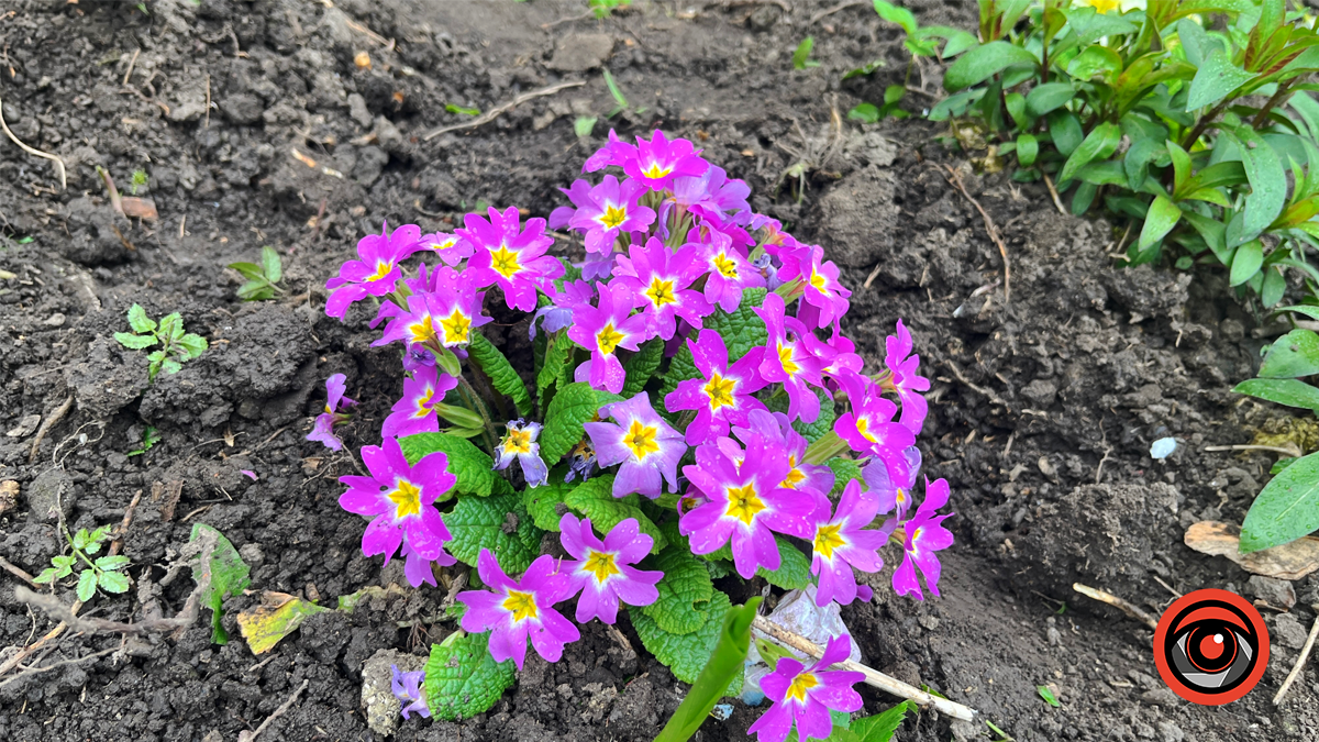 Коломия квітуча | Фоторепортаж весняного міста 7