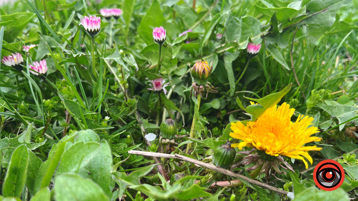 Коломия квітуча | Фоторепортаж весняного міста 8