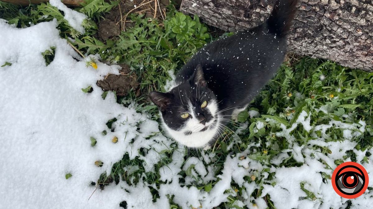 Частину Прикарпаття вкрило снігом. Фоторепортаж 1