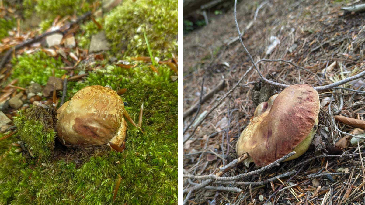 Під Косовом вже збирають білі гриби. Фотофакт 1