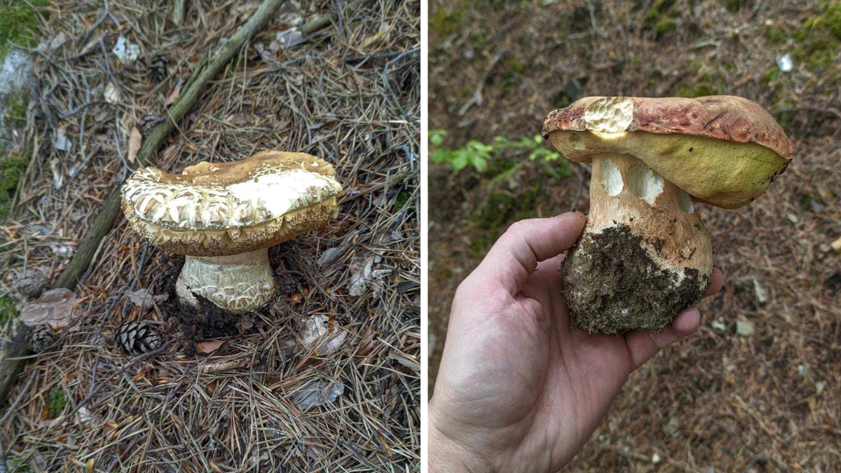 Під Косовом вже збирають білі гриби. Фотофакт