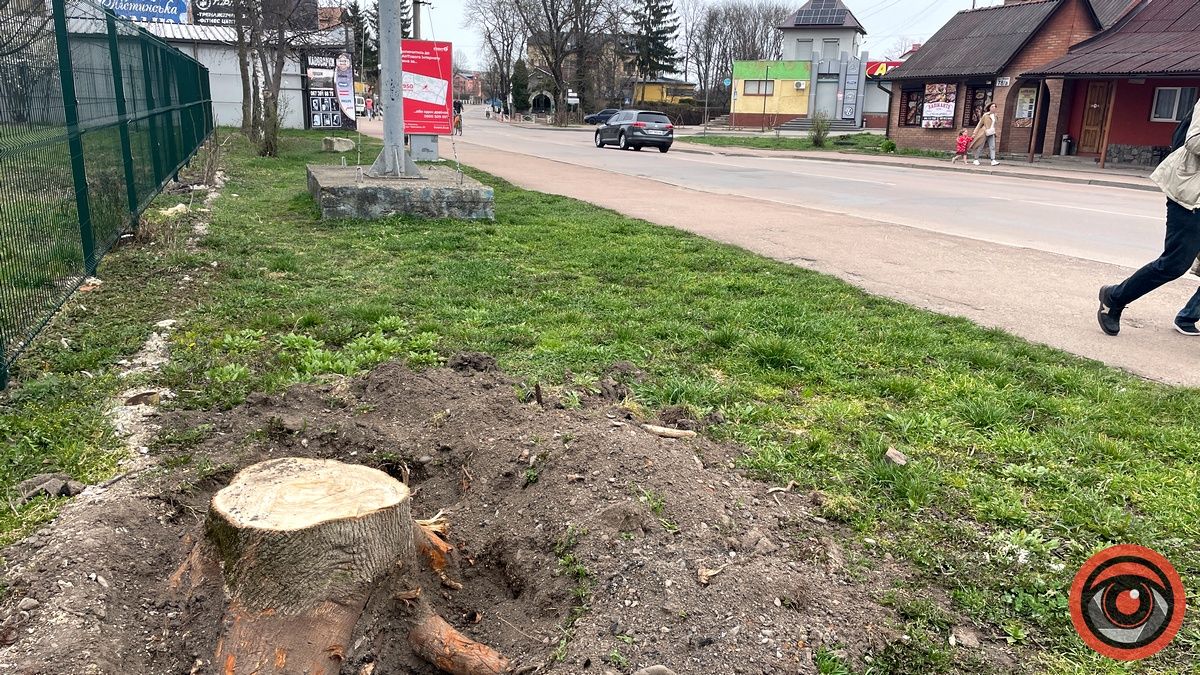 Біля стадіону школи в Коломиї зрубали два півстолітні явори
