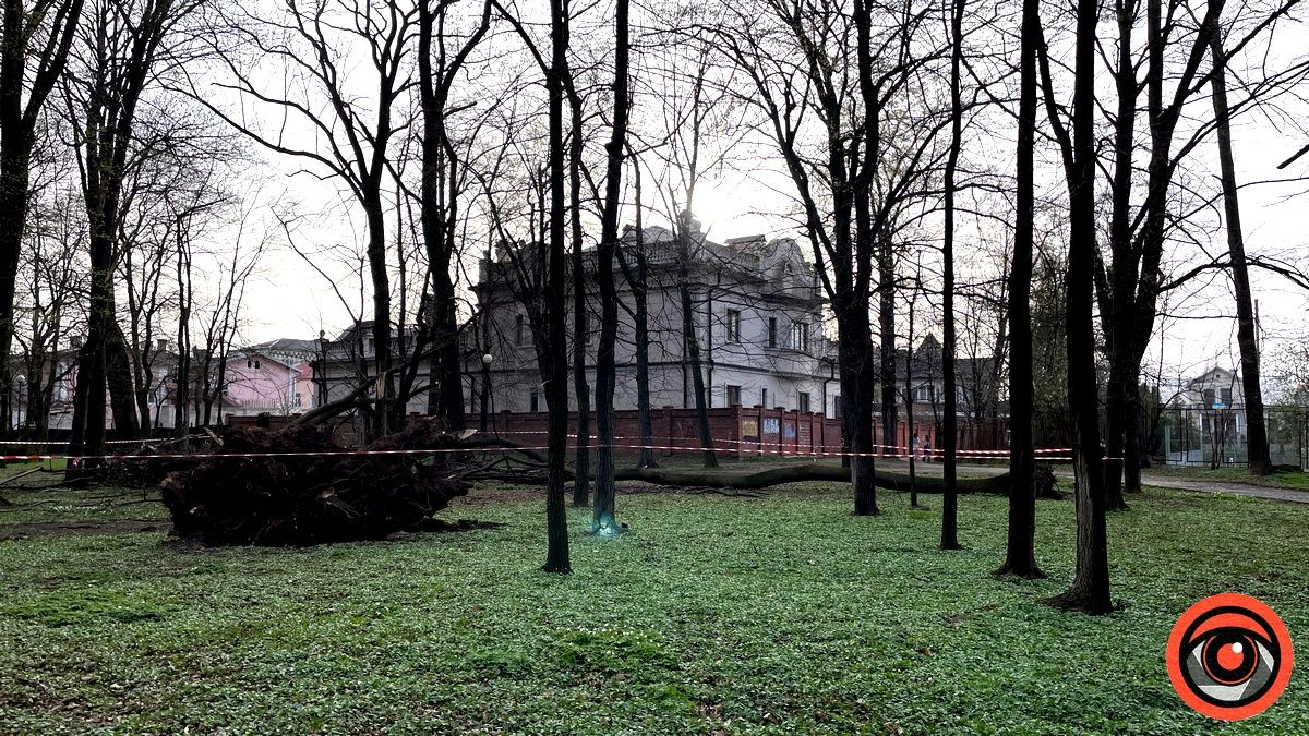 У міському парку Коломиї шквальний вітер повалив дерева 9