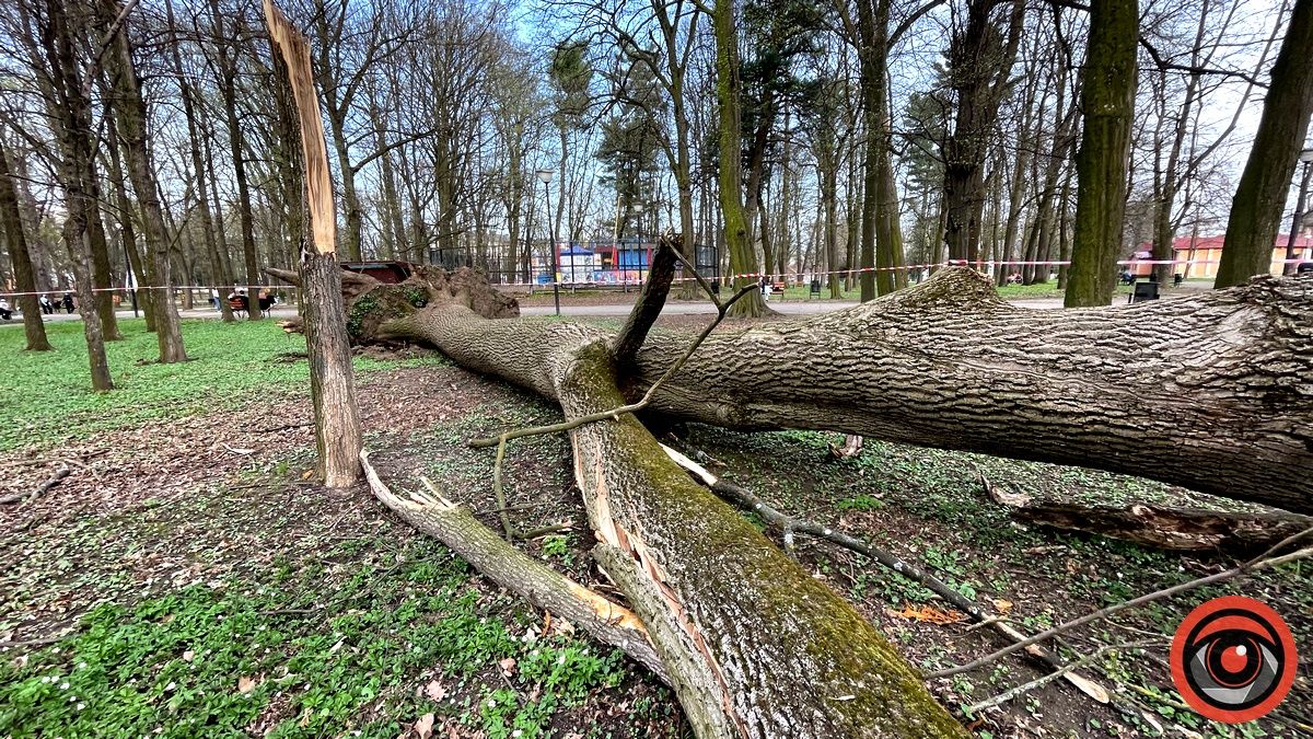 У міському парку Коломиї шквальний вітер повалив дерева 8