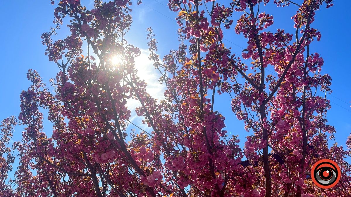 У Коломиї квітнуть сакури. Фото 5