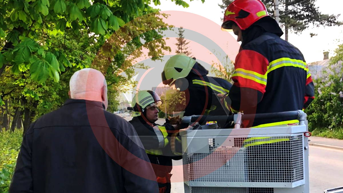 Протягом доби рятувальники двічі рятували коломийських котиків 2