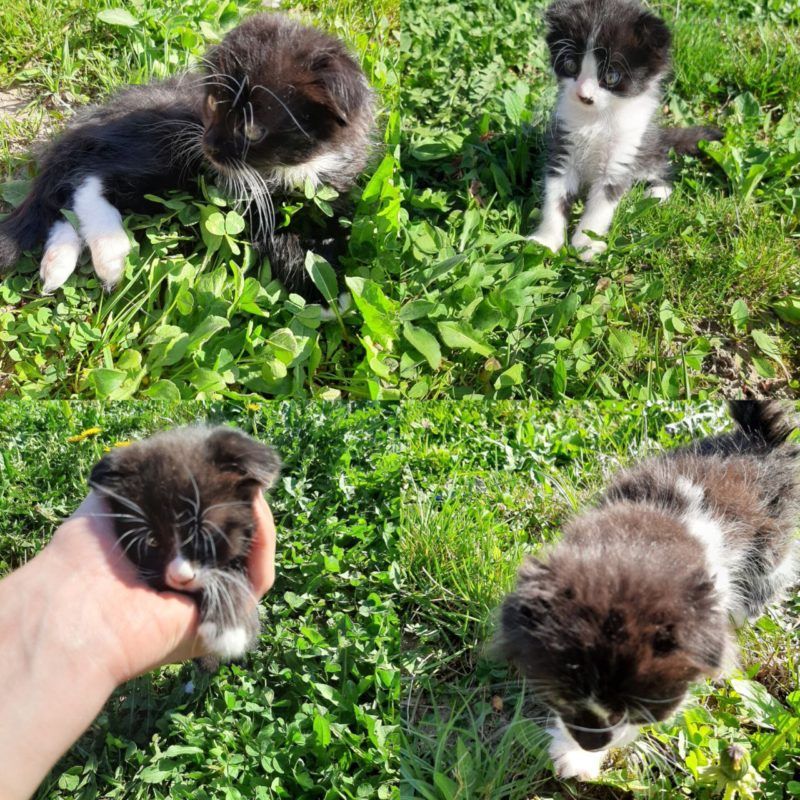 Пухнастики Коломиї шукають новий дім 6