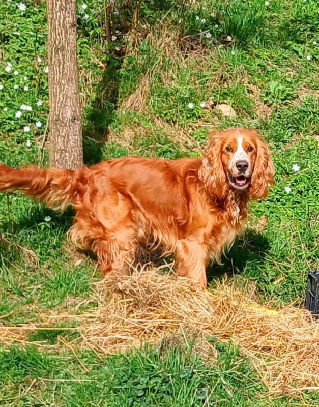 Чотирилапі друзі шукають теплий дім у Коломиї 3