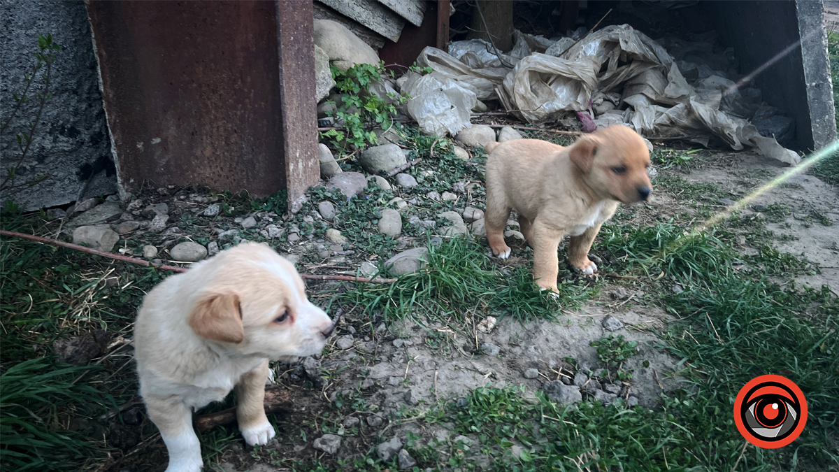 Пухнастики Коломиї шукають новий дім 5