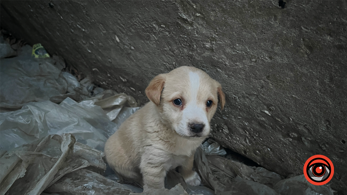 Чотирилапі друзі шукають теплий дім у Коломиї 2