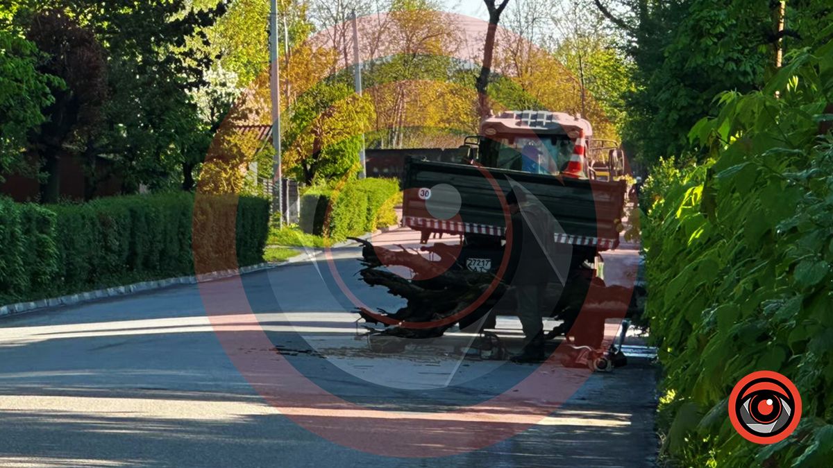 На вулиці Лисенка у Коломиї впало дерево 1