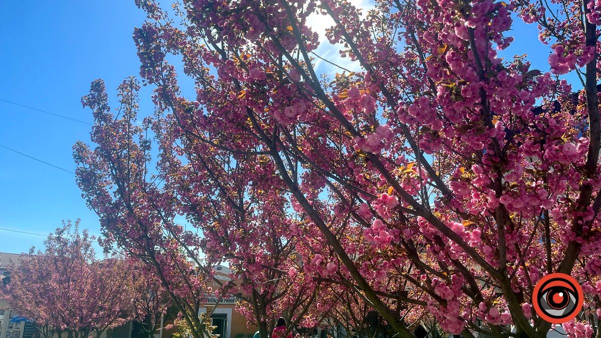 У Коломиї квітнуть сакури. Фото 1