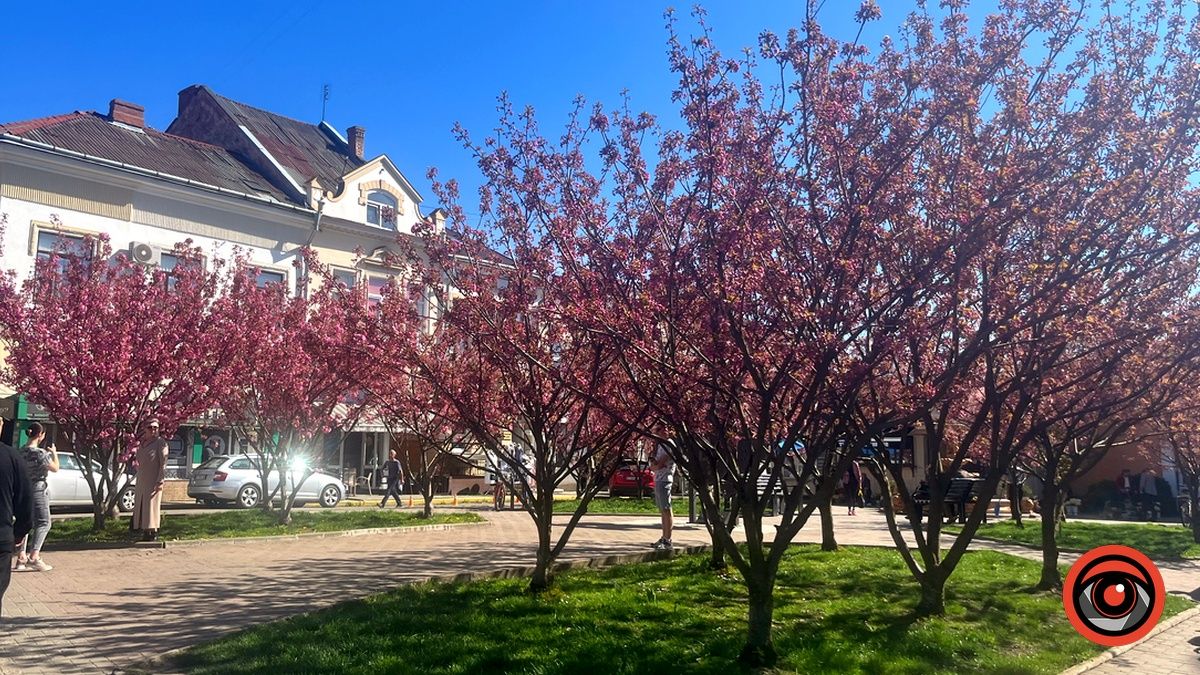 У Коломиї квітнуть сакури. Фото 4