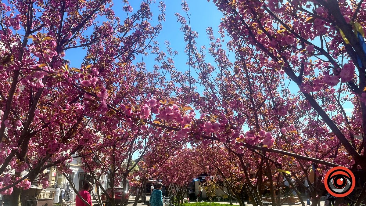 У Коломиї квітнуть сакури. Фото 2