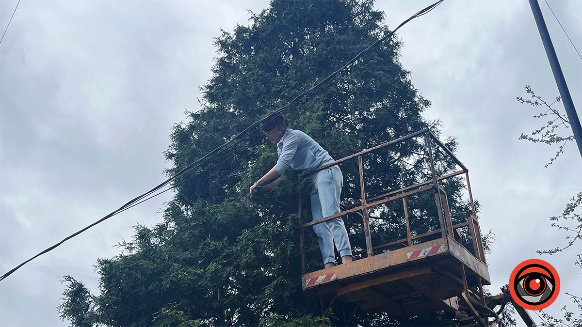 Активістка взялася дбати про зелені насадження у Коломиї замість комунальників 3