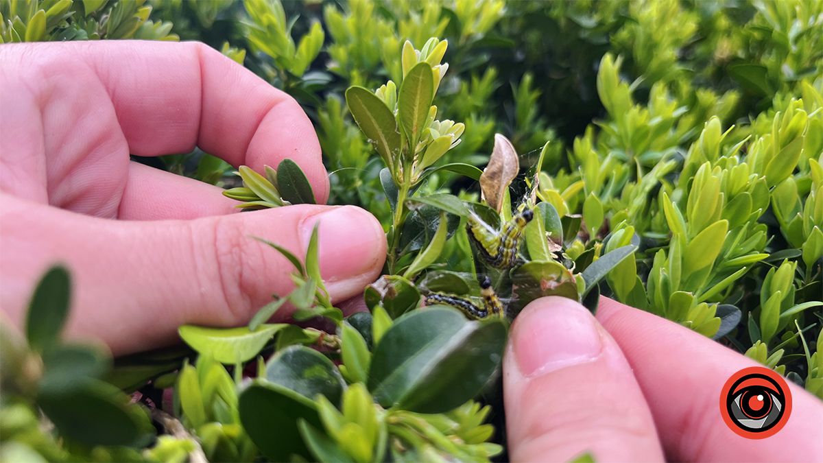 Активістка взялася дбати про зелені насадження у Коломиї замість комунальників 1