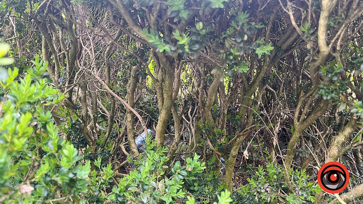 Активістка взялася дбати про зелені насадження у Коломиї замість комунальників 4