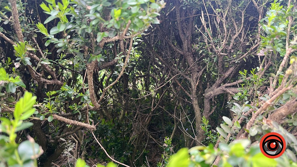 Активістка взялася дбати про зелені насадження у Коломиї замість комунальників 6