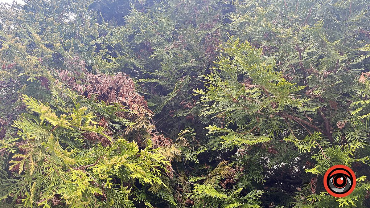 Активістка взялася дбати про зелені насадження у Коломиї замість комунальників 7