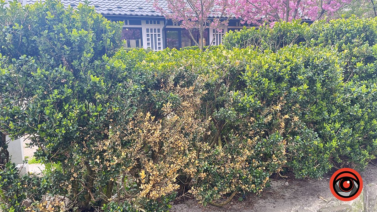 Активістка взялася дбати про зелені насадження у Коломиї замість комунальників 5