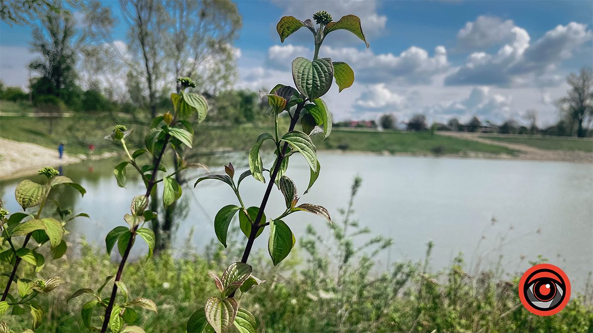 Прогулянка міським озером неподалік парку Шевченка | Фоторепортаж 9