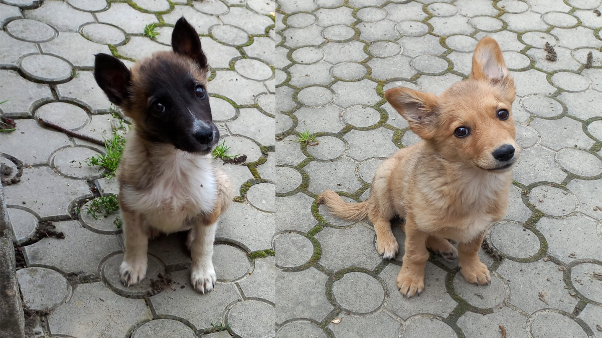 Неймовірні хвостики шукають люблячий дім у Коломиї 1