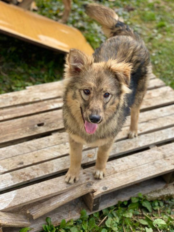 Маленькі пухнасті друзі шукають нових господарів у Коломиї 5