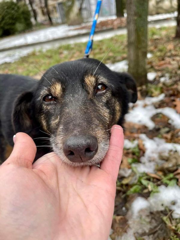 Маленькі пухнасті друзі шукають нових господарів у Коломиї 2