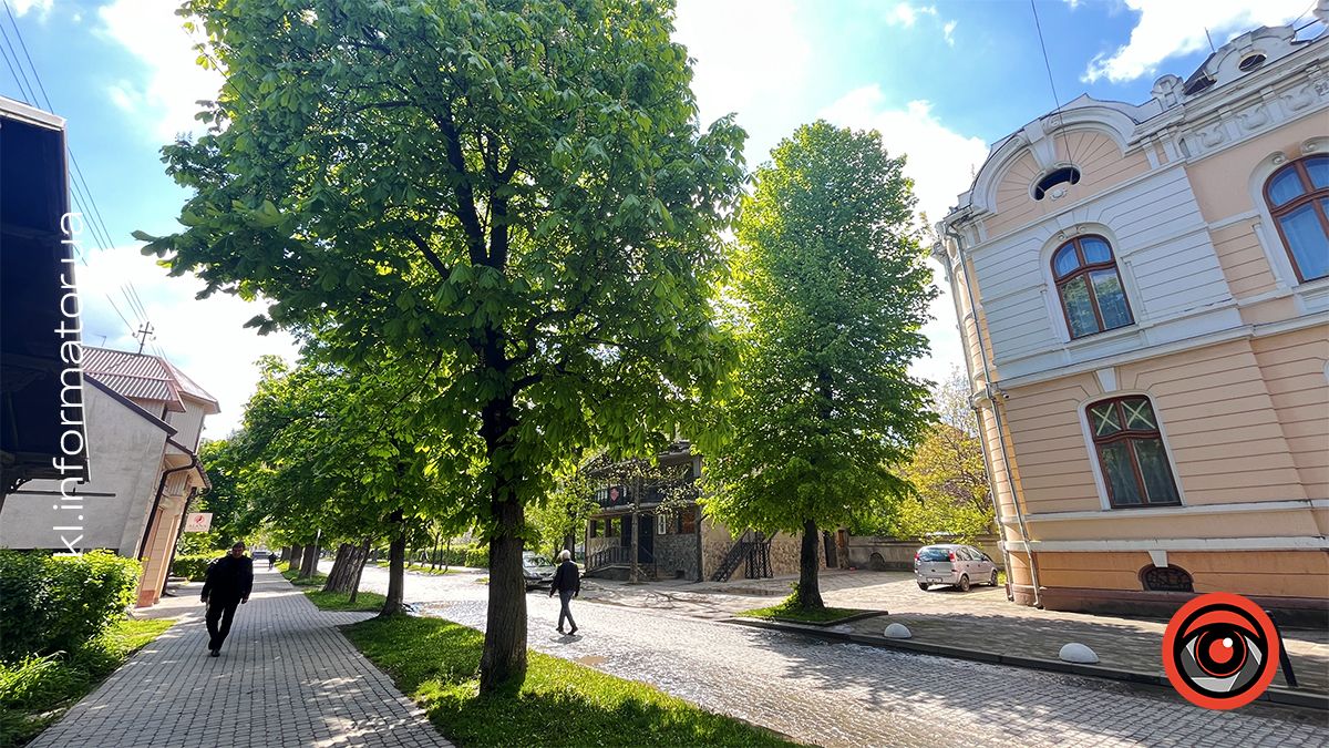 Перший цвіт у новому році | Фоторепортаж коломийських каштанів 2024 2