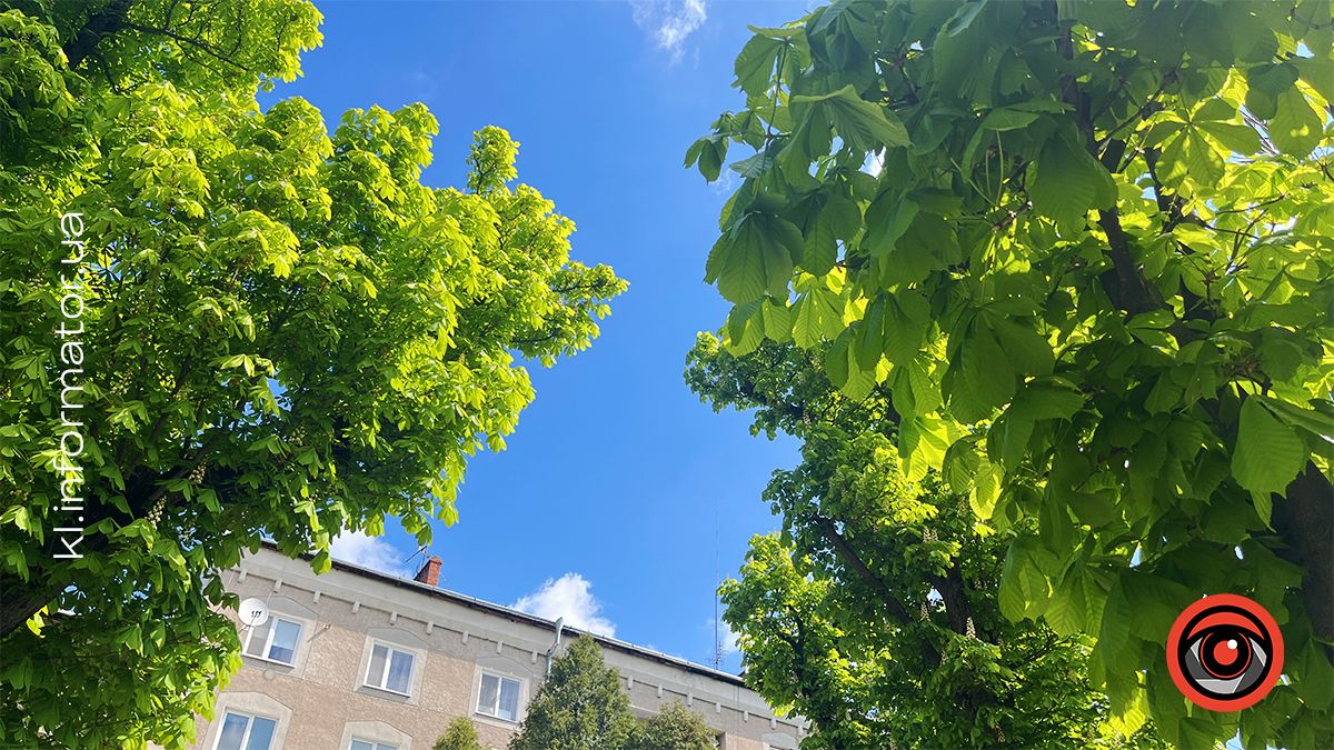 Перший цвіт у новому році | Фоторепортаж коломийських каштанів 2024 3