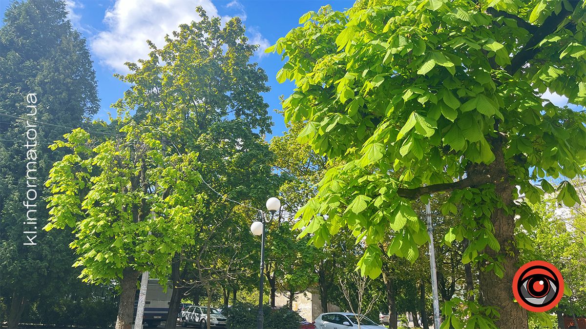 Перший цвіт у новому році | Фоторепортаж коломийських каштанів 2024 9