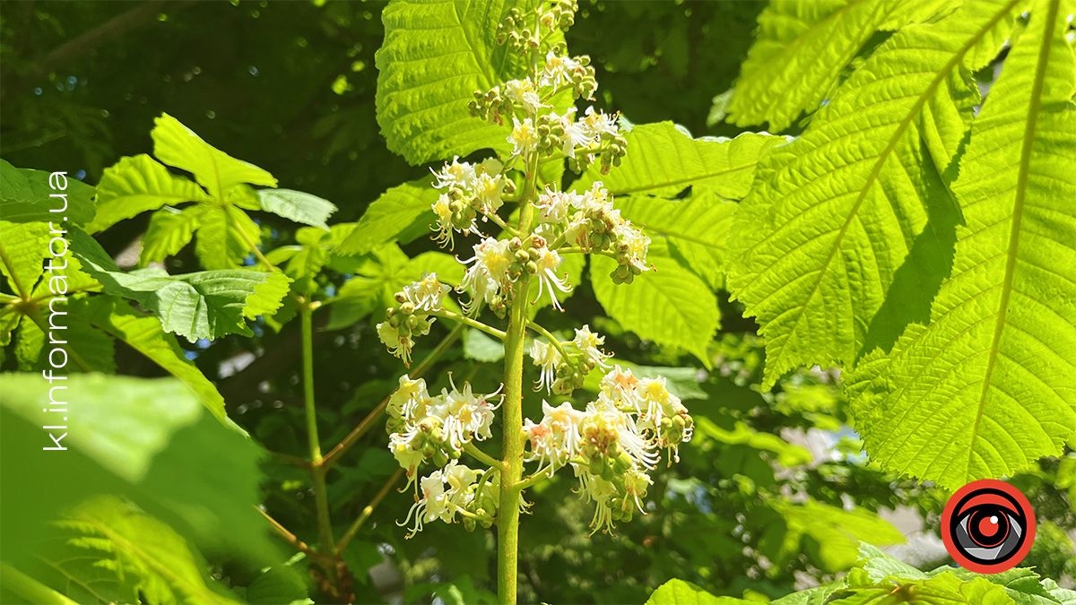 Перший цвіт у новому році | Фоторепортаж коломийських каштанів 2024 10