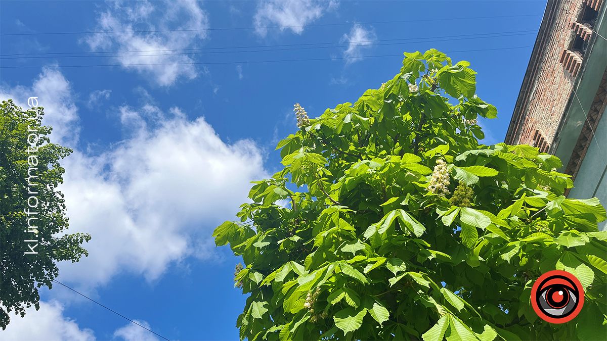 Перший цвіт у новому році | Фоторепортаж коломийських каштанів 2024 1