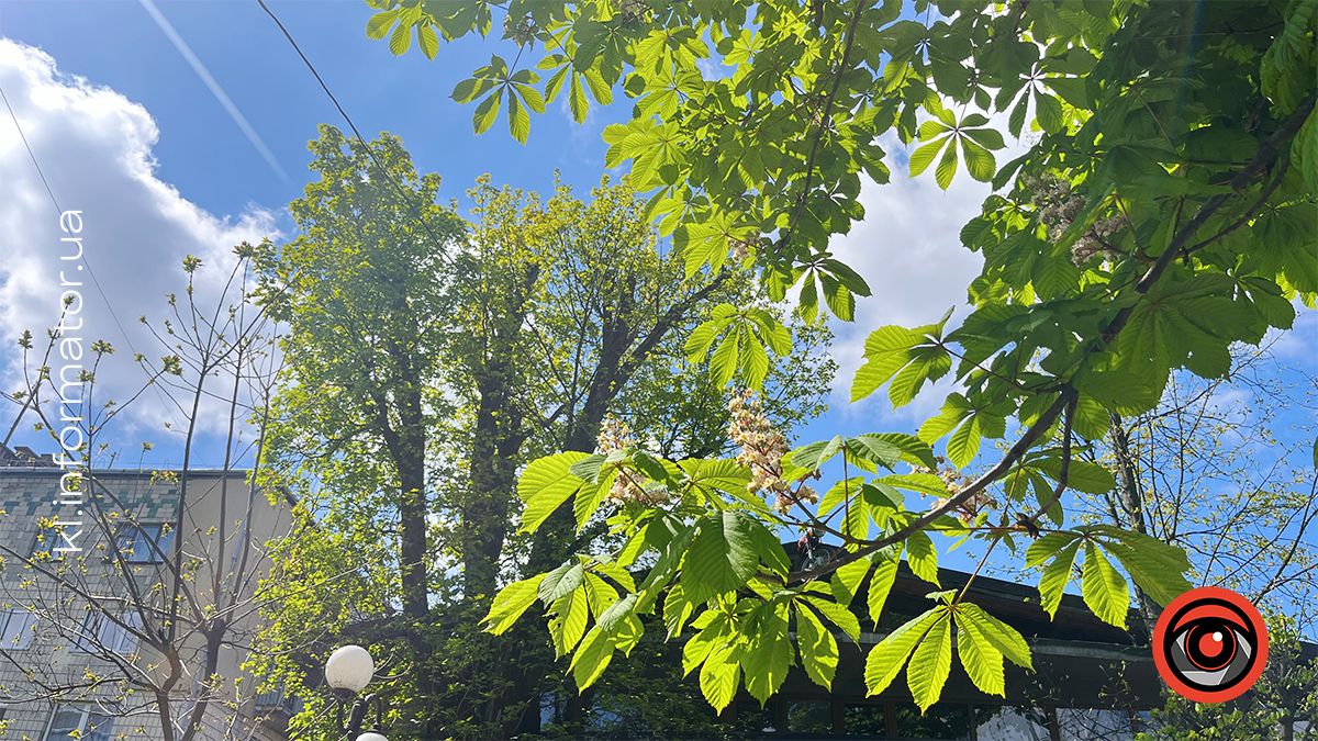 Перший цвіт у новому році | Фоторепортаж коломийських каштанів 2024 6