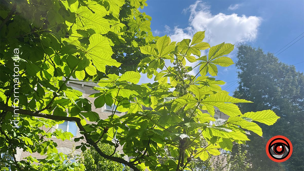 Перший цвіт у новому році | Фоторепортаж коломийських каштанів 2024 4