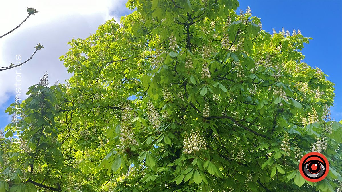 Перший цвіт у новому році | Фоторепортаж коломийських каштанів 2024 12