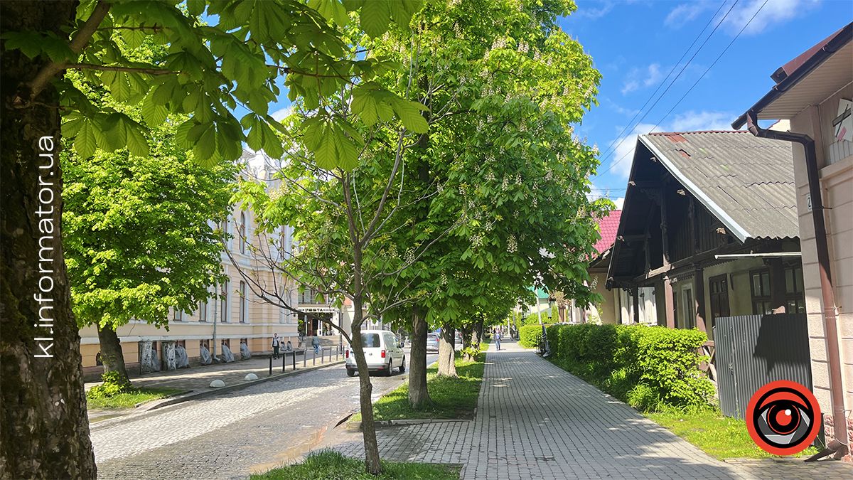 Перший цвіт у новому році | Фоторепортаж коломийських каштанів 2024 11