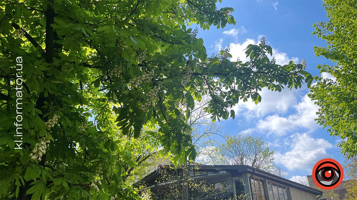 Перший цвіт у новому році | Фоторепортаж коломийських каштанів 2024 13