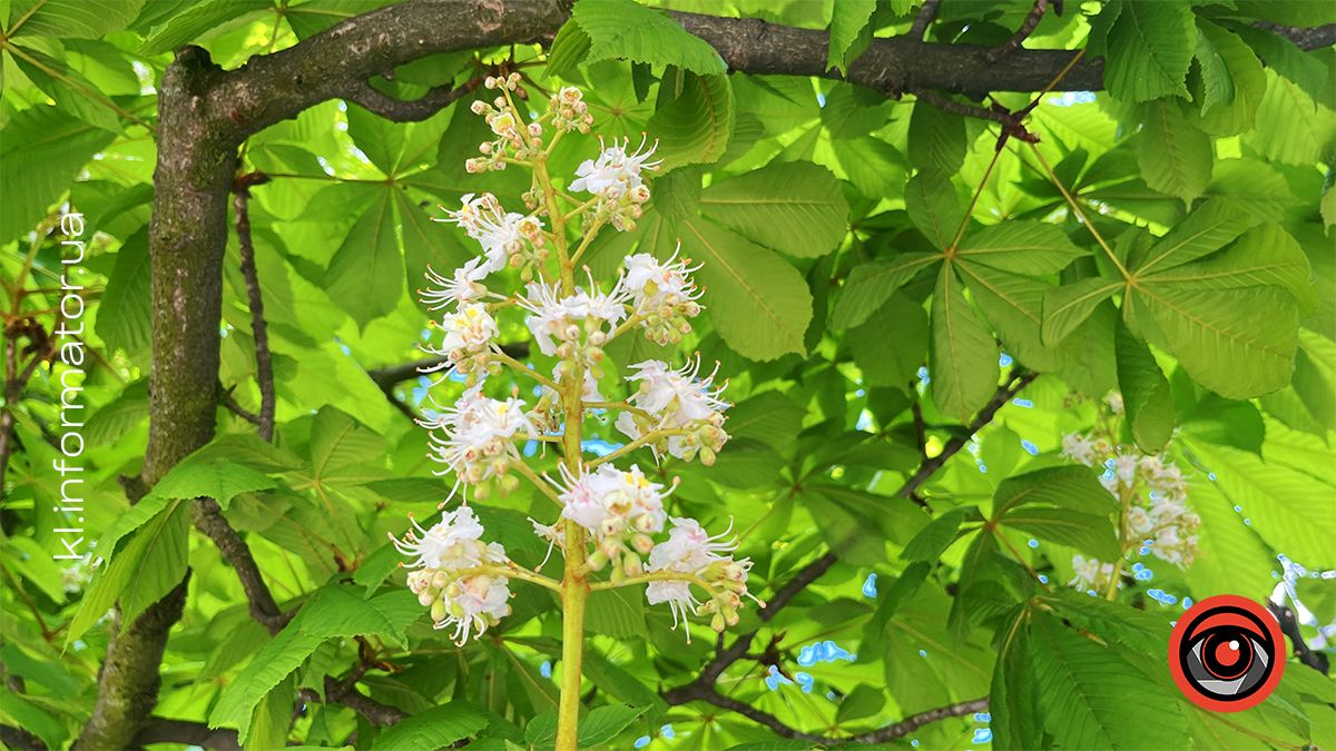 Перший цвіт у новому році | Фоторепортаж коломийських каштанів 2024 15