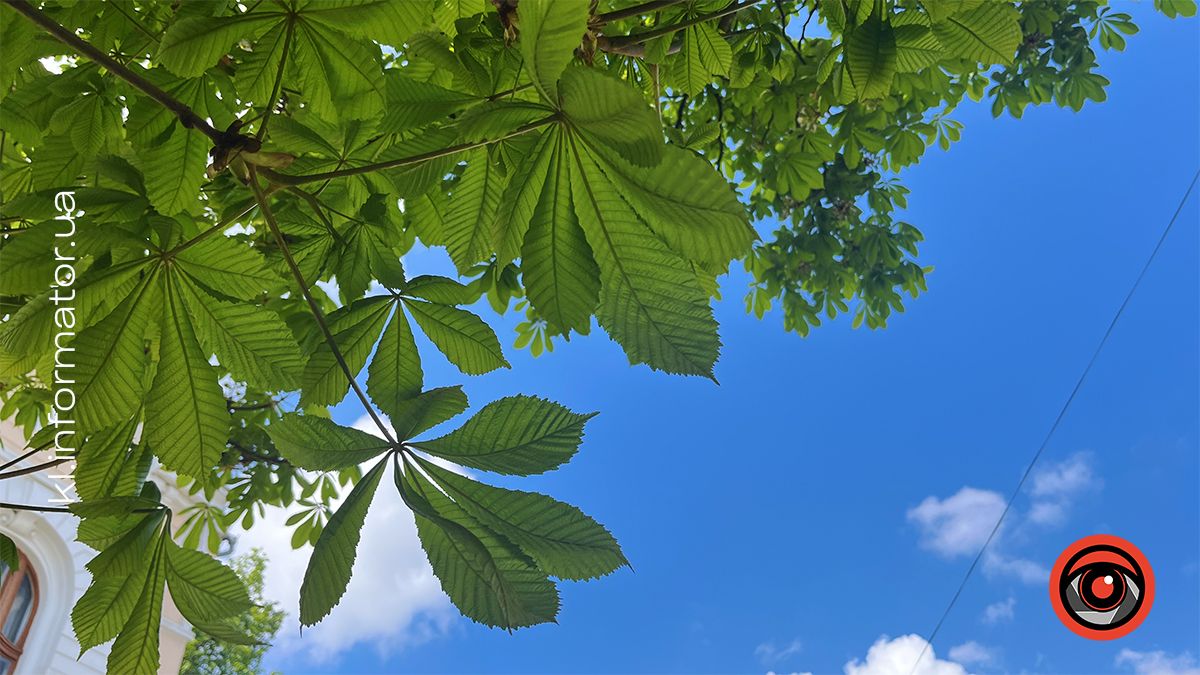 Перший цвіт у новому році | Фоторепортаж коломийських каштанів 2024 7