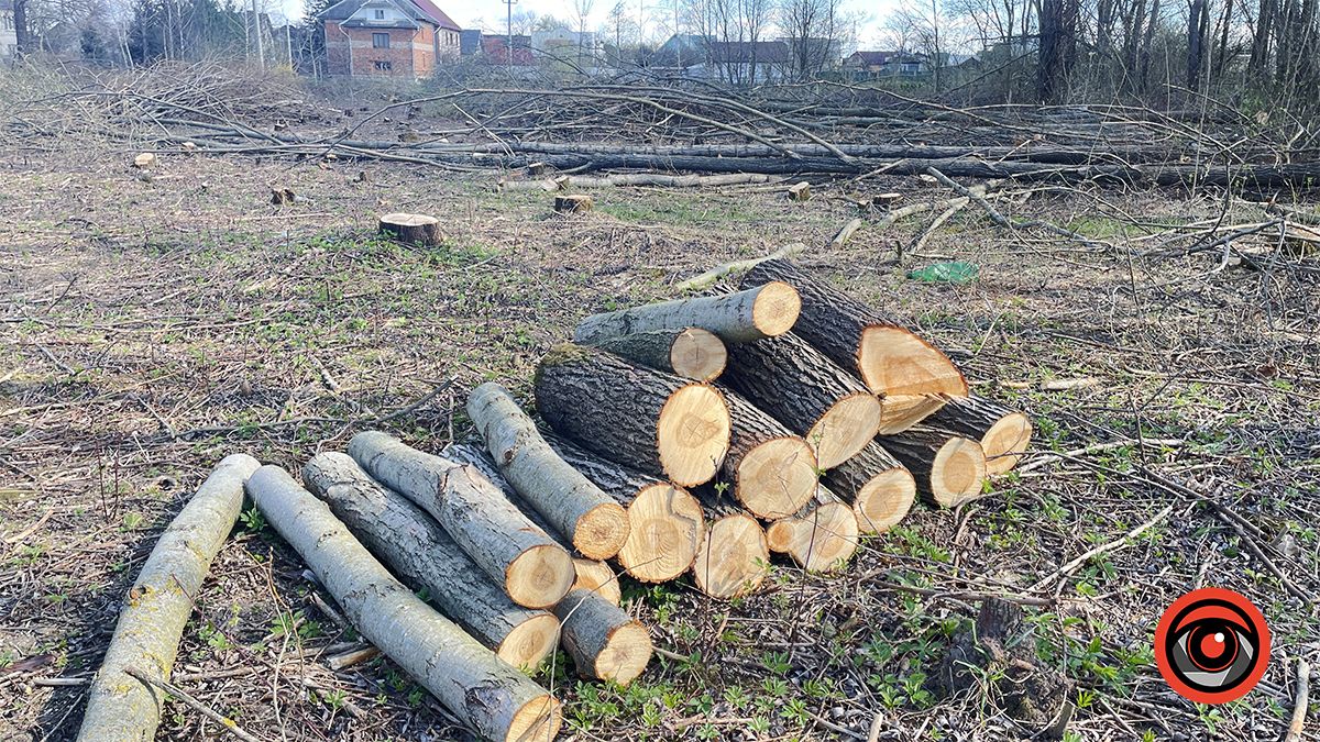 Зрізали, але крайнього не знайти: у Коломиї сотні дерев видалили на ділянці, що мають продати у приватні руки 5