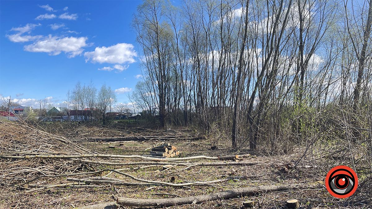 Зрізали, але крайнього не знайти: у Коломиї сотні дерев видалили на ділянці, що мають продати у приватні руки 7