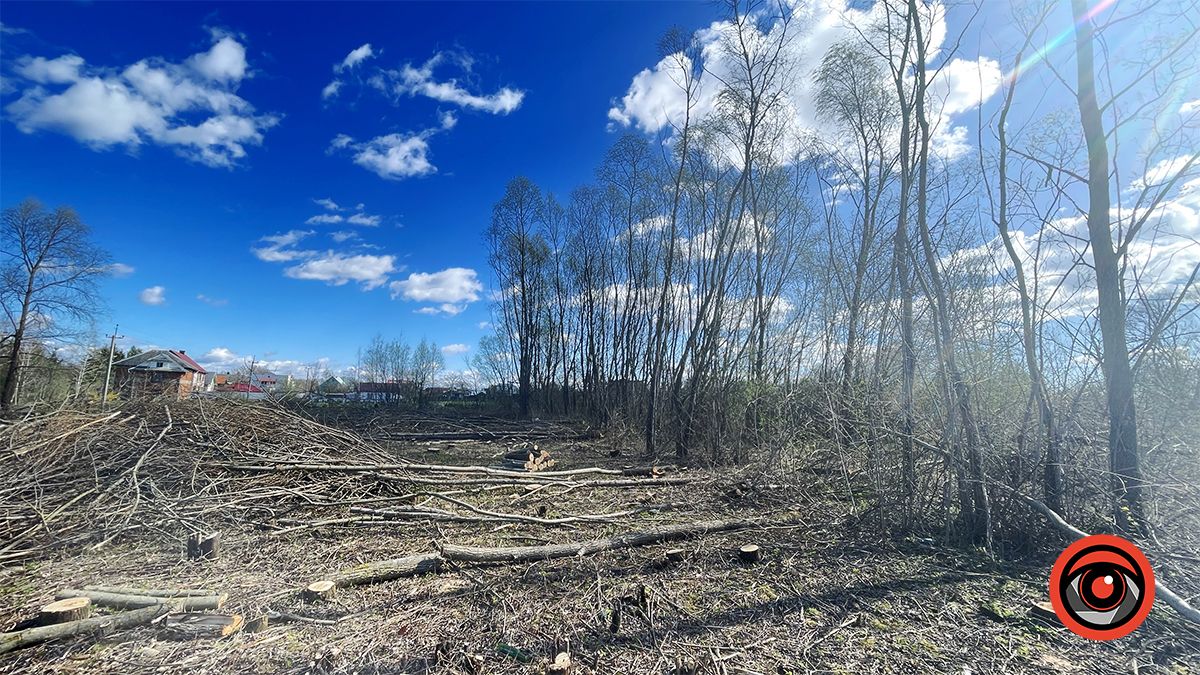 Зрізали, але крайнього не знайти: у Коломиї сотні дерев видалили на ділянці, що мають продати у приватні руки 1