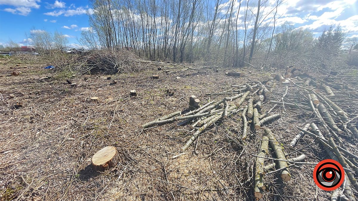 Зрізали, але крайнього не знайти: у Коломиї сотні дерев видалили на ділянці, що мають продати у приватні руки 6