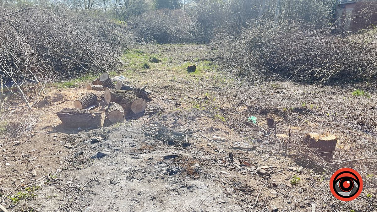 Зрізали, але крайнього не знайти: у Коломиї сотні дерев видалили на ділянці, що мають продати у приватні руки 2