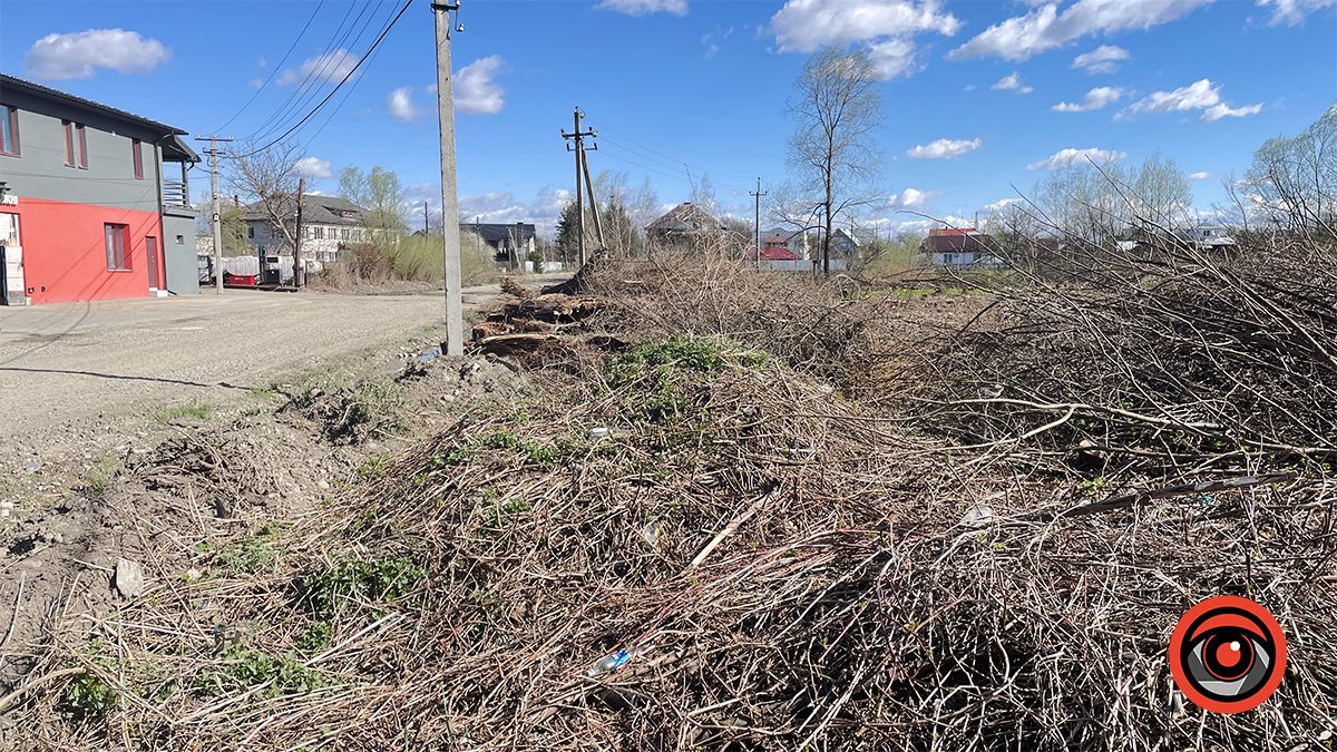 Зрізали, але крайнього не знайти: у Коломиї сотні дерев видалили на ділянці, що мають продати у приватні руки 4