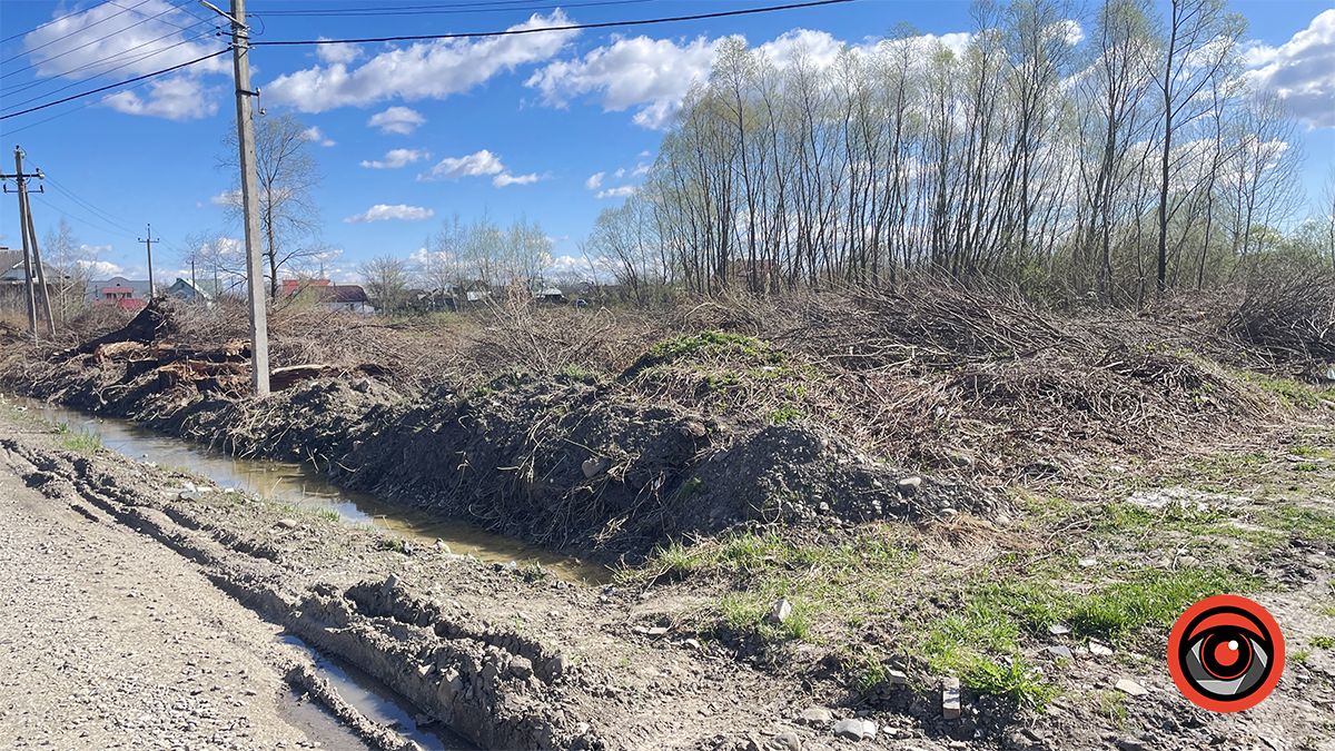 Зрізали, але крайнього не знайти: у Коломиї сотні дерев видалили на ділянці, що мають продати у приватні руки 3