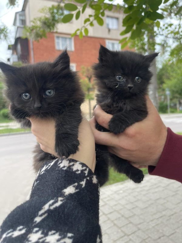 У Коломиї чимало пухнастиків шукають люблячих господарів 2